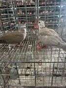 2 Doves