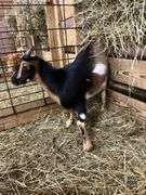 Tri Color Nigerian Dwarf Nanny w/ Blue Eyes - 4 Mos Old