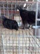 2 Ayam Cemani Hens