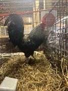 True Blue Rooster