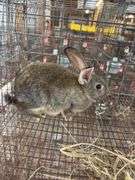 Flemish Doe w/ Feed