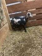 Black & White Polled Nigerian Dwarf Bred Nanny