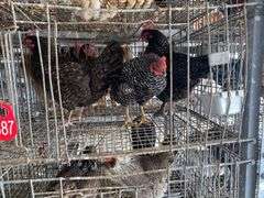 3 Plymouth Rock Laying Hens