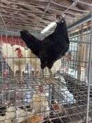 Black Australorp Rooster - 4 Mos Old