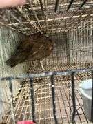 Purple Peachick
