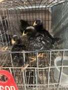 5 Rustic Rock Pullets