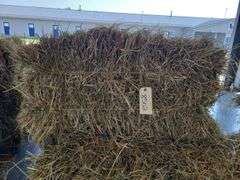 15 1st Grass (2025) Got Wet
