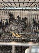 4 Diamond Dutchess Pullets - Blue Egg Layers