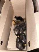 4 Chicks - 3 Barred Rock & 1 Rhode Island Red