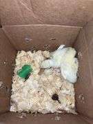 2 Royal Palm Turkey Poults