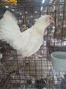 Bantam Laying Hen "Astrid"