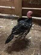 Black Bronze Tom Turkey - 3.5 Mos Old