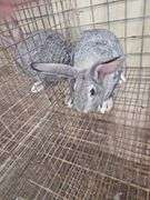American Chinchilla Doe w/ Pedigree - 9 Wks Old