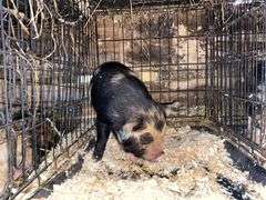 Female Kune Kune Pig