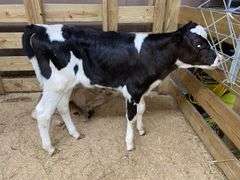 Holstein Heifer Bottle Calf - Had Colostrum