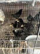 5 Rustic Rock Pullets