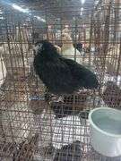 Black Langshaw Pullet