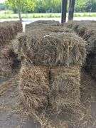 10 1st Grass