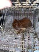 Banty Cochin Chick