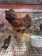 2 Rhode Island Red Pullets