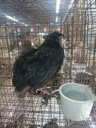 Black Langshaw Pullet