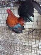 BB Red Banty Rooster