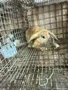 Orange Holland Lop Buck