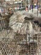 Chocolate English Angora Doe