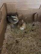 2 Chicks - Yokohoma & Phoenix