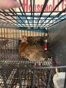 2 Barnyard Pullets