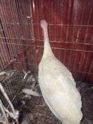 Heritage Tom Turkey - 5 Months Old