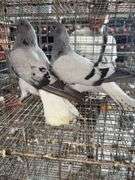 2 Carrier Pigeons