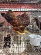 2 Rhode Island Red Pullets