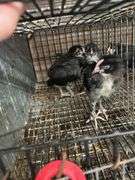 3 Black Copper Maran Chicks