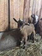 Brown Nigerian Dwarf Billy