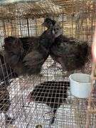 2 Silkie Hens