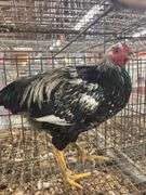 2 Roosters - 1 Silver Laced Wyandotte 1 Rhode Island Red