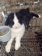Holland Lop Doe - Exposed
