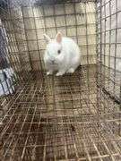 Netherland Dwarf Bred Doe - 2 Yrs Old