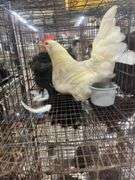 Unsexed Chicken - 4.5 Mos Old