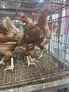 5 Isa Brown Hens