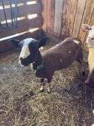 Black & White Khatadin Ewe - 18 Months Old