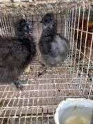 2 Silkie Chicks