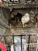 3 Egyptian Fayoumi Chicks