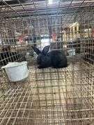 Black Flemish Giant Mini Rex