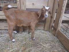 Brown & White Boer Nanny