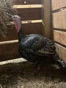 Hen Turkey