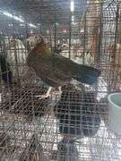 Serama Laying Hen "Tippy"