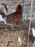 Easter Egger Rooster - 4 Months Old - Friendly