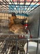 2 Barnyard Pullets